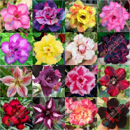 16 Color Double Petal Adenium Bonsai Seeds