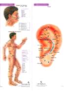 4 Acupunture Charts