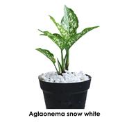 Brikkho Hat Aglaonema Snow White With 10 Inch Plastic Pot Small - 32