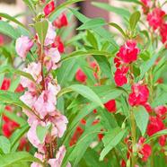Balsam Seed 