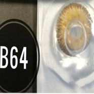 Bella HAZEL Color contact lens - B64