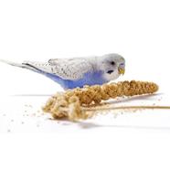 Bird Millet Spray 250g For Cockatiel Lovebird Parakeet Finch Canary All Parrots Healthy Treat