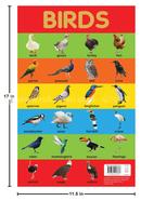 Birds Chart Early Learning Educational Chart For Kids