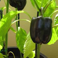 Black Capsicum Seed 