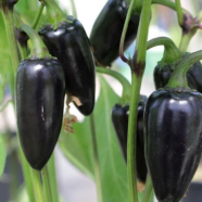 Black Chili - 0.1 gm