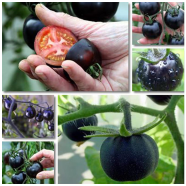Black Seed Tomato 