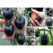 Black Tomato 