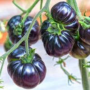 Black beauty Tomato 1Pack Imported