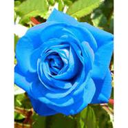 Blue Rose Seed