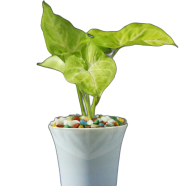 Brikkho Haat 6 Plants Of 4 Inch Pot - 628