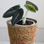 Brikkho Haat Alocasia Black Velvet - 294