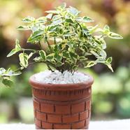 Brikkho Haat Anastasia Plant With Clay Pot (5 Inch) - 327