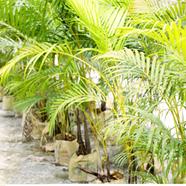 Brikkho Haat Areca Palm (Greater Than 4 Inch) - 172