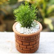 Brikkho Haat Asparagus Fern - 320