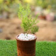 Brikkho Haat Asparagus Fern (Thin Leaf) - 580