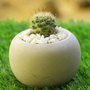 Brikkho Haat Ball Cactus With Cement Pot - 582