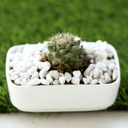 Brikkho Haat Ball Cactus With Rectangular Ceramic Pot - 576