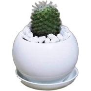 Brikkho Haat Ball cactus Y with 4 Inch B Ceramic - 504
