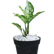 Brikkho Hat Aglaonema Snow White With 7 Inch Plastic Pot Small - 32