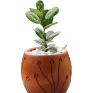 Brikkho Hat China Bot With 6 Inch Dim Pot Small - 343