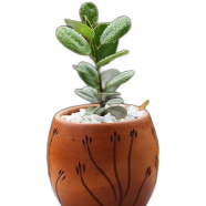 Brikkho Hat China Bot With 8 Inch Plastic Pot Medium - 343
