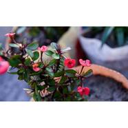 Brikkho Hat Crown-Of-Thorns Red With 12 Inch Plastic Pot Red - 004