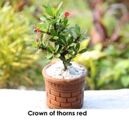 Brikkho Hat Crown-Of-Thorns Red With 5 Inch Clay Pot Green - 004