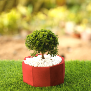 Brikkho Hat Dwarf Kamini With Octagon Cement Pot Red - 564