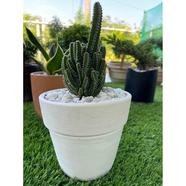 Brikkho Hat Fairy Castle Cactus V Tub Medium Size White - 502
