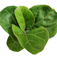 Brikkho Hat Fiddle-Leaf Fig Plant - 365