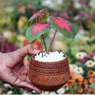 Brikkho Hat Jesus/Caladiums/Elephant Eats/Angel Wings For With 5 Inch Clay Pot - 022
