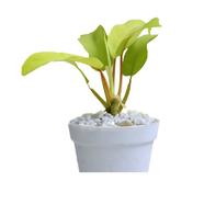 Brikkho Hat Lemon Lime Philodendron With 12 Inch Plastic Pot - 154