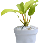 Brikkho Hat Lemon Lime Philodendron Without Pot - 154