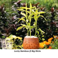 Brikkho Hat Lucky Bamboo With 6 Inch Dim Pot Medium - 012