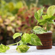 Brikkho Hat Money Plant/Devil'S Ivy Golden Pothos Plant Without Pot - 044
