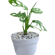 Brikkho Hat Monstera Swiss Chess With 6 Inch Hand Designed Clay Pot - 194