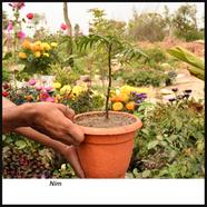 Brikkho Hat Neem With 8 Inch Plastic Pot Small - 045