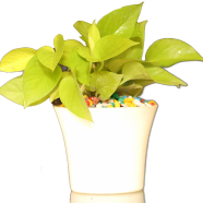 Brikkho Hat Neon pothos - 592