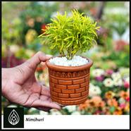 Brikkho Hat Nimjhuri Bonsai With 10 Inch Plastic Pot - 013