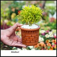 Brikkho Hat Nimjhuri Bonsai With 5 Inch Clay Pot - 013