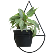 Brikkho Hat Philodendron Erubescens With 5 Inch Matte Pot - 158