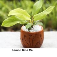 Brikkho Hat Philodendron Lemon Lime With 7 Inch Plastic Pot - 197