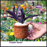 Brikkho Hat Purple Heart With 5 Inch Clay Pot - 086