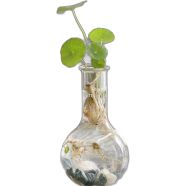 Brikkho Hat RB Flask with coin lily - 250