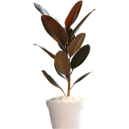 Brikkho Hat Red Rubber Plant Without Pot - 188