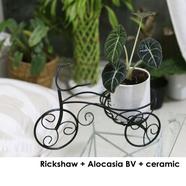Brikkho Hat Rickshaw Planter Alocasia Black Velvet With Ceramic Pot - 317