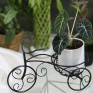 Brikkho Hat Rickshaw Planter Alocasia Black Velvet With Ceramic Pot - 317