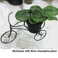 Brikkho Hat Rickshaw Planter Calathea With Plastic Pot - 317