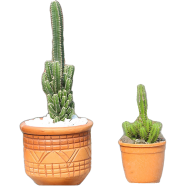 Brikkho Hat Special And fairy castle cactus - 230