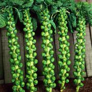 Brussels Sprouts Seed 